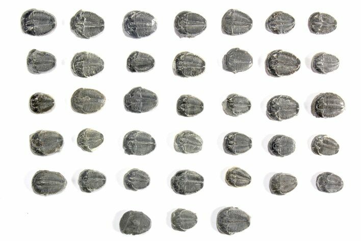 Lot: / to / Elrathia Trilobites Fossils - Pieces #79017